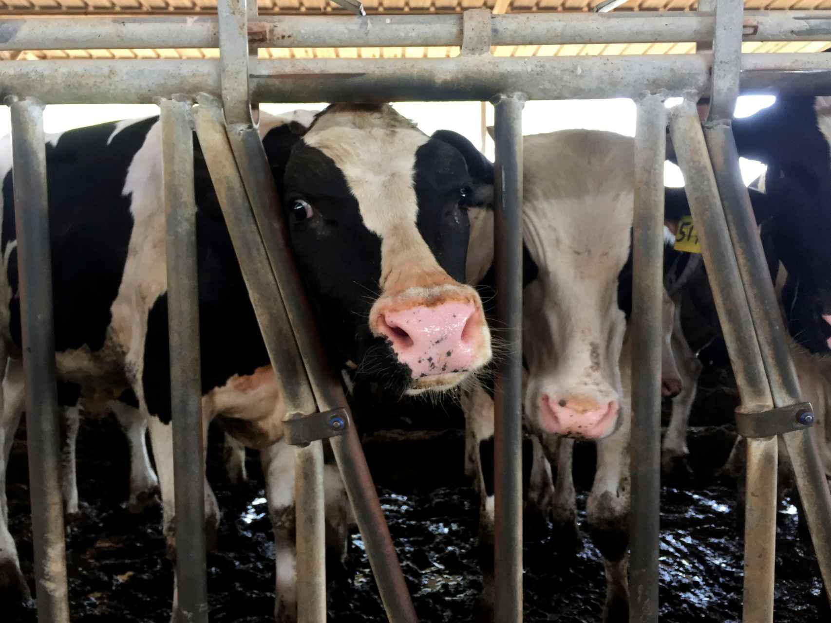 Cientos de vacas han llegado por avión a Qatar en los últimos días.