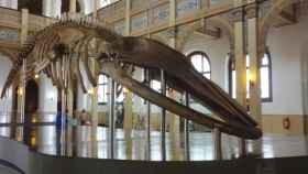 Greta expuesta en el Museo Nacional de Historia Natural de Chile.