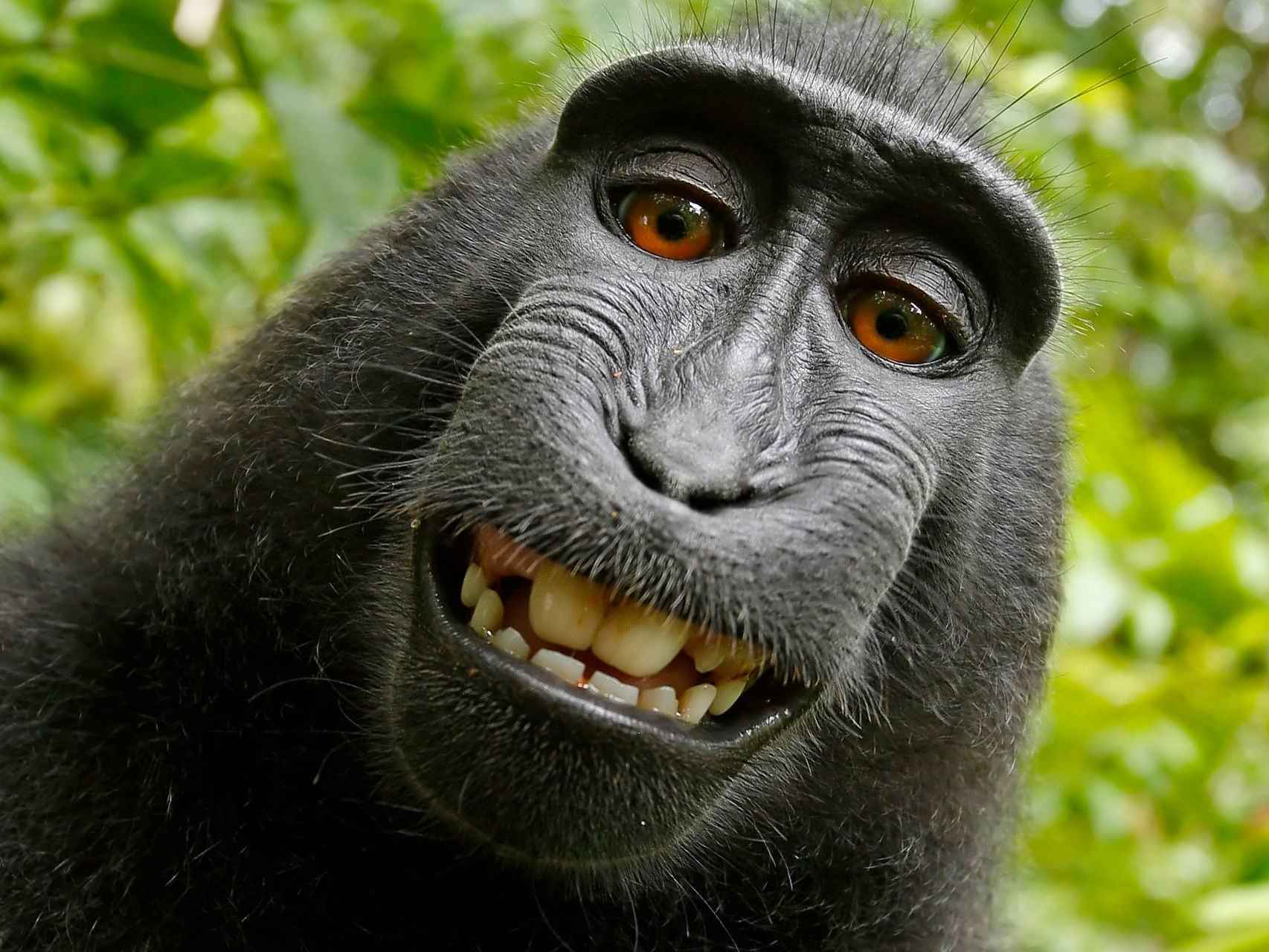 El fotógrafo al que un mono reclama derechos de autor se declara en quiebra
