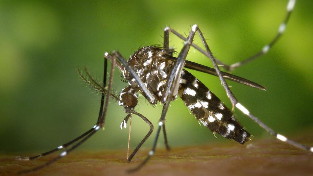 mosquito