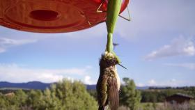 Una mantis devora el cerebro de un colibrí mientras el resto abandonamos toda esperanza.