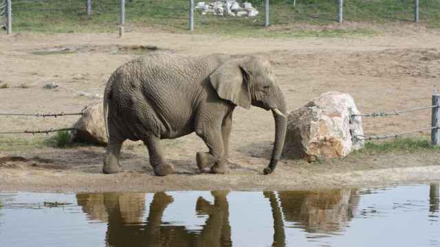 Un elefante mata a un turista español en un parque natural de Etiopía