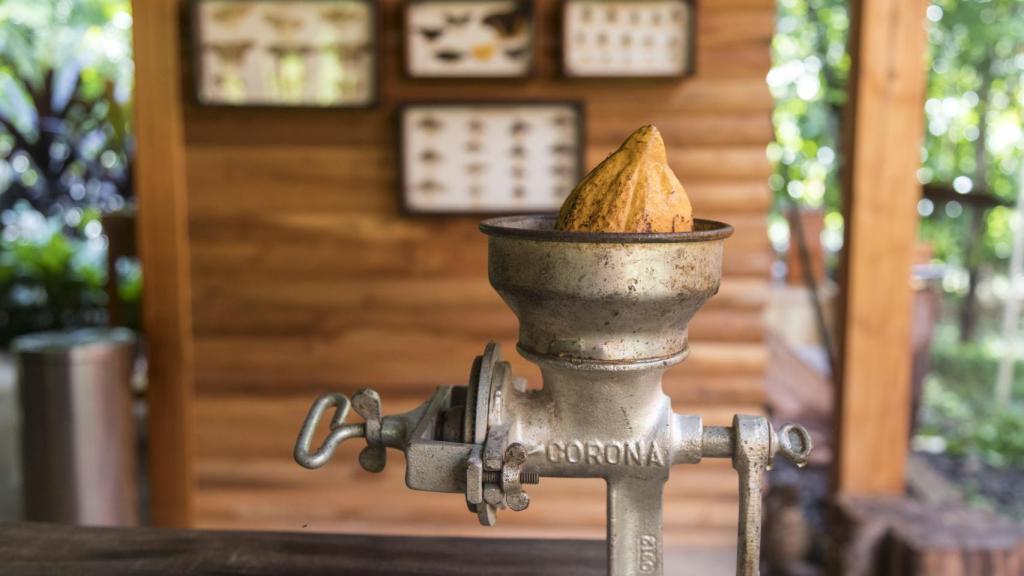 En Macaw Lodge se aprenden los usos sagrados que los mayas hacían de la planta del cacao.