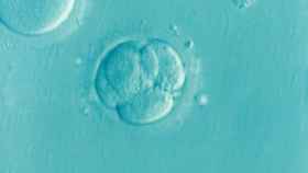 Un embrión humano en sus primeros días de gestación.