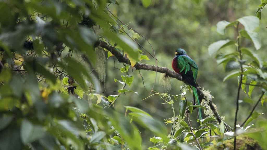 El quetzal, cuyo nombre tiene su origen en la lengua náhuatl, era conocido como -Pájaro Serpiente- en los libros sagrados de los mayas.
