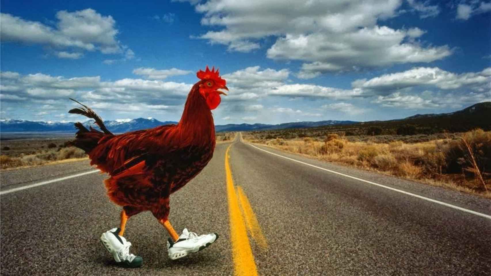 Dificil Insustituible Integrar Por qué el pollo cruzó (o no) la carretera?