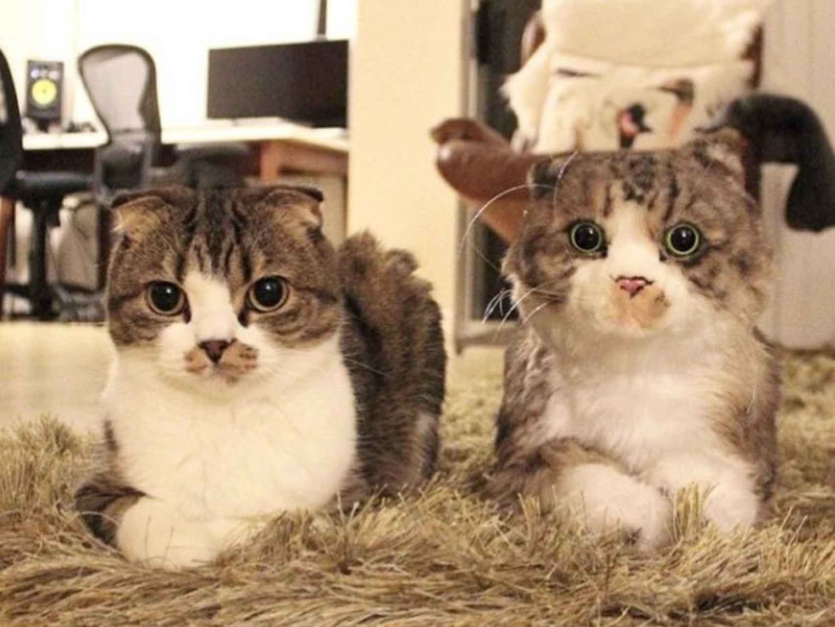 Gato real y gato de peluche