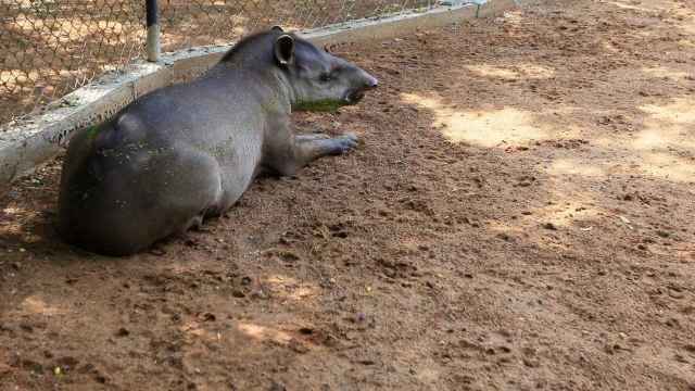 Dos tapires fueron robados recientemente del zoo de Maracaibo, en Venezuela.