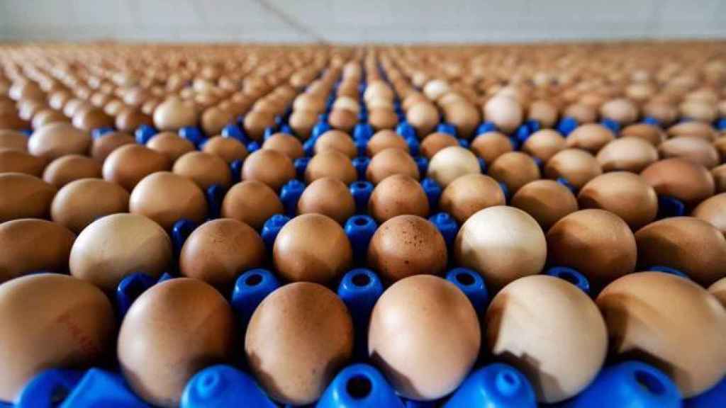 Vista de una producción de huevos de una granja en de Holanda.