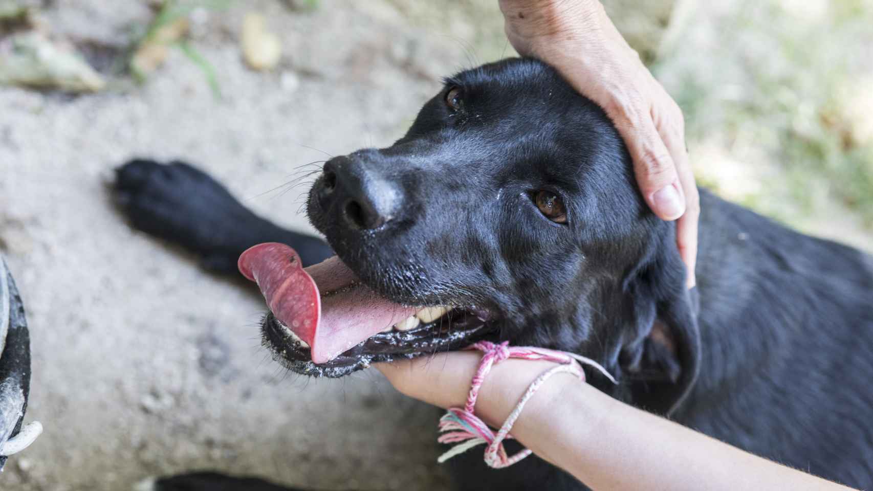 Arsa es un cachorro de la Guardia Civil que estará con su familia adoptante hasta noviembre.