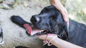 Arsa es un cachorro de la Guardia Civil que estará con la familia hasta noviembre