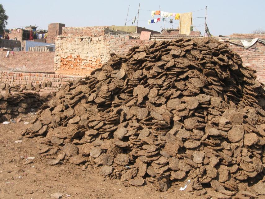 Galletas de estiércol