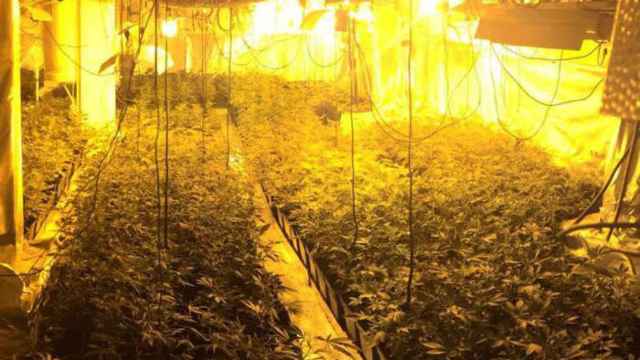 Plantación de marihuana en Badalona.