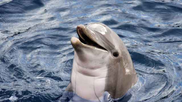 Un delfín queda varado y la gente en vez de ayudar se hace selfies