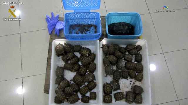 Fotografía facilitada por la Guardia Civil que muestra algunos de los 66 ejemplares de tortuga mora.