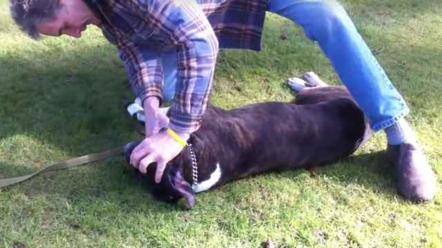 Entrenador aplicando masaje cardiopulmonar a perro