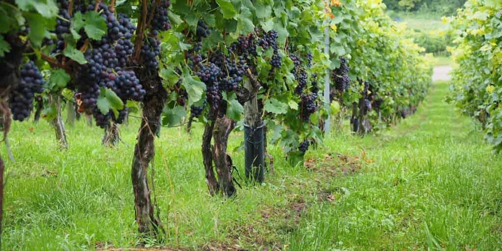 viñedo