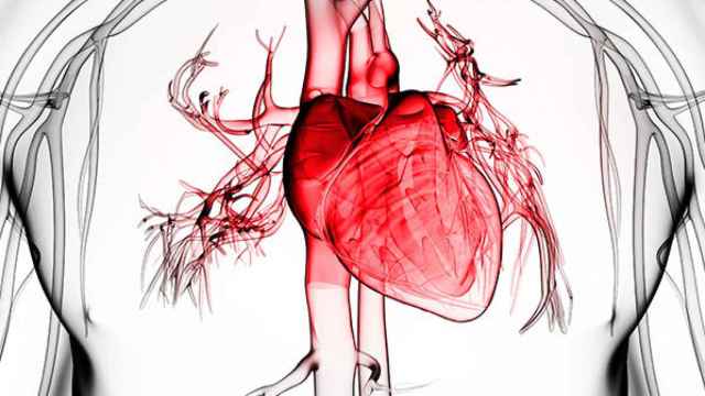 Representación del corazón y los vasos sanguíneos más cercanos.