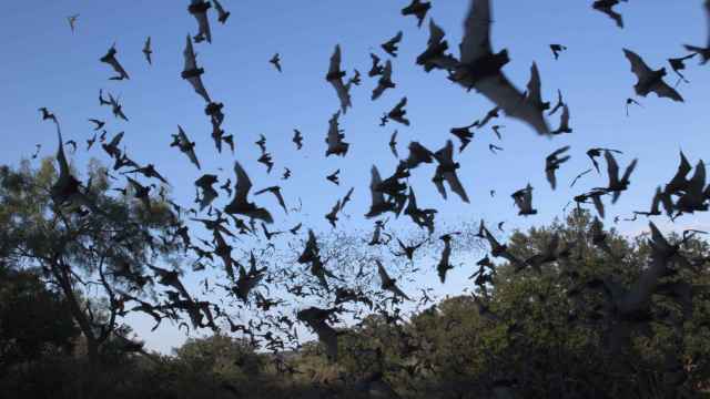Un murciélago se cuela en una casa y su caótica extracción triunfa en la red