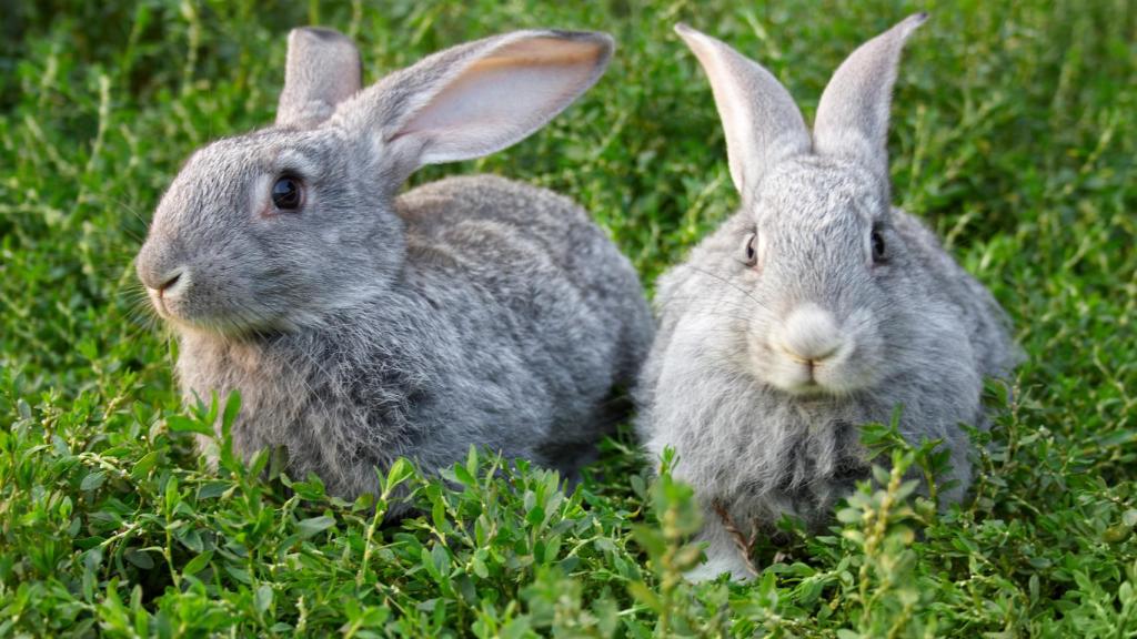 Tularemia, la fiebre de los conejos que preocupa a la lucha antiterrorista