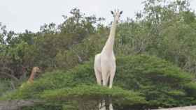 La madre girafa blanca en su esplendor.