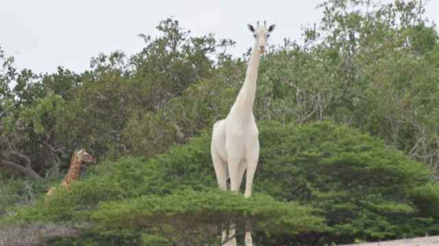La madre jirafa blanca en su esplendor.