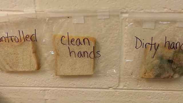 El experimento que hará que te laves siempre las manos antes de tocar comida