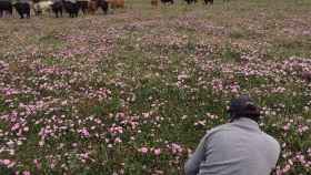 Javier Núñez haciendo una fotografía de los ejemplares de su ganadería
