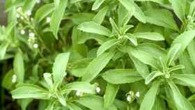 Imagen de una planta stevia rebaudiana.