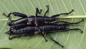 Un par de ejemplares del insecto de palo de Lord Howe.