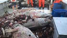 Atunes rojos capturados por un barco español, ya en descomposición, tras ser descartados por un arrastrero europeo.