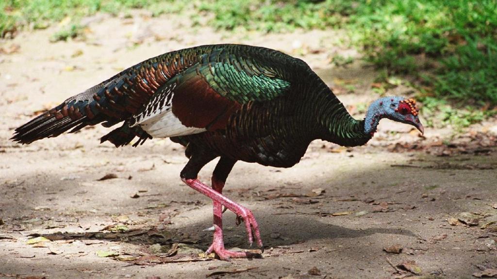 Meleagris ocellata