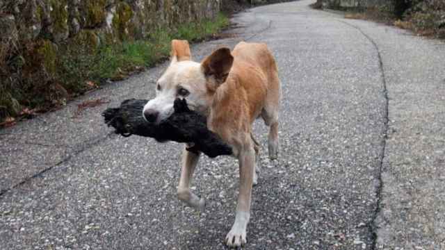 Una perrita con su cría calcinada, una 'fake news' surgida durante los últimos incendios que afectaron a Galicia a mediados de octubre.