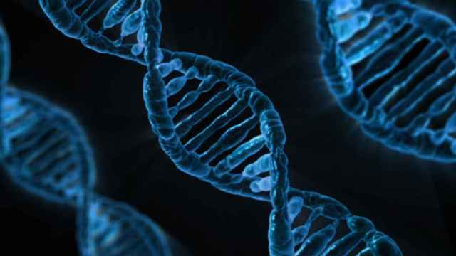 La doble hélice de ADN está compuesta por cuatro bases químicas: adenina (A), guanina (G), citosina (C) y timina (T).