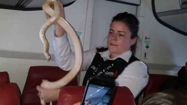 Una azafata trata de reducir una serpiente en el vuelo.