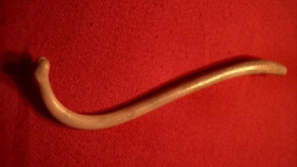 El báculo o hueso peneano de un mapache.