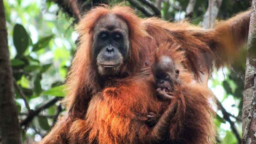OrangutÃ¡n de Tapanuli y crÃ­a.