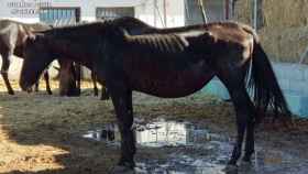 Uno de los caballos desnutridos que han sido encontrados en la granja desmantelada
