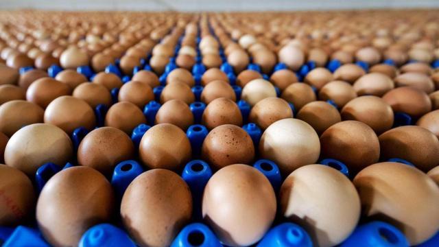 La crisis de fipronil se saldó con más de 600 granjas cerradas en toda europa