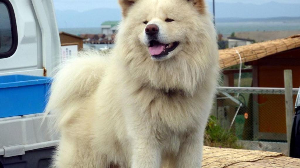Un Akita Inu blanco.