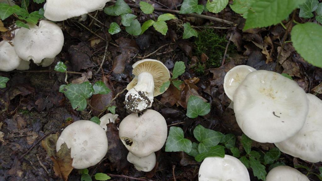Entoloma lividum