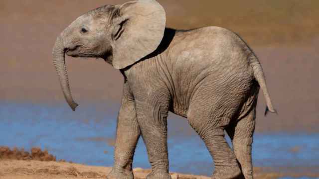 Un elefante africano jovencito.