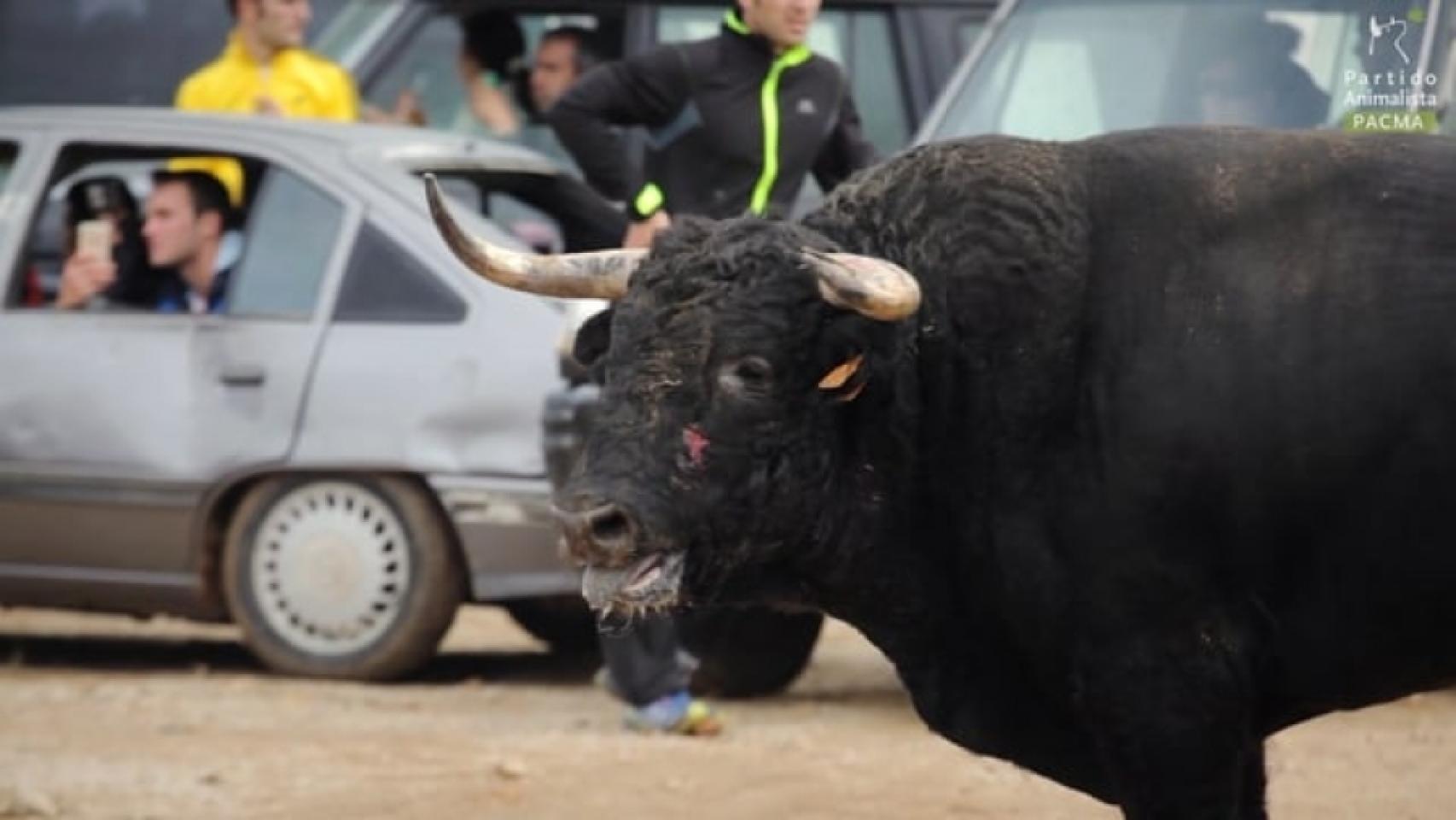 Encierros por el campo en la Alcarria (Guadalajara, España)