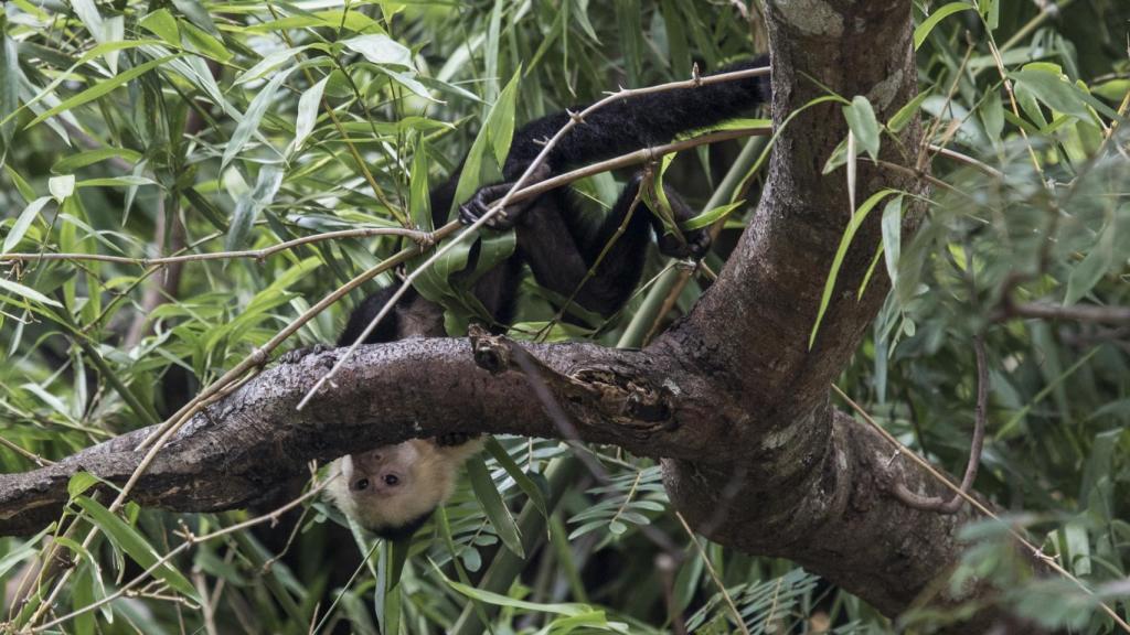 La flora y la fauna, entre la que se encuentra el mono Capuchino, abunda en el curso del río Tempiche