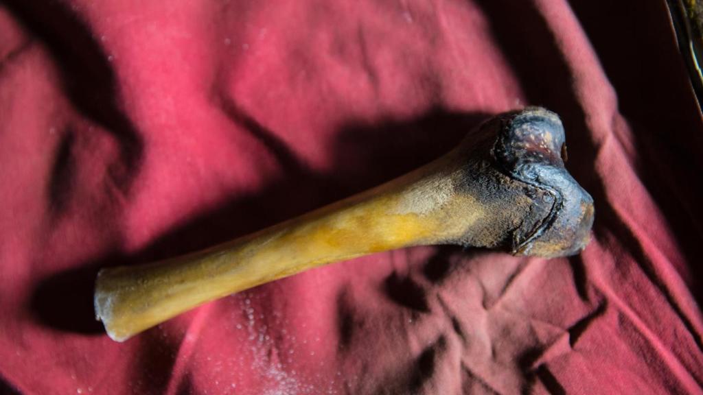 El fémur del Yeti hallado en una cueva resultó pertenecer a un oso.