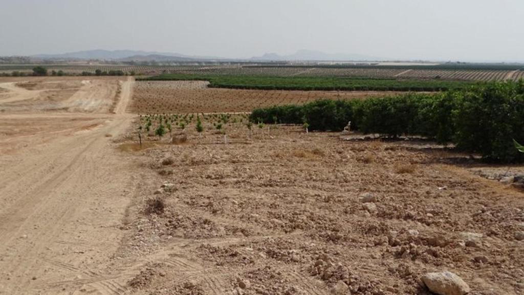 Ampliaciones de regadíos ilegales en Campo de Cartagena.