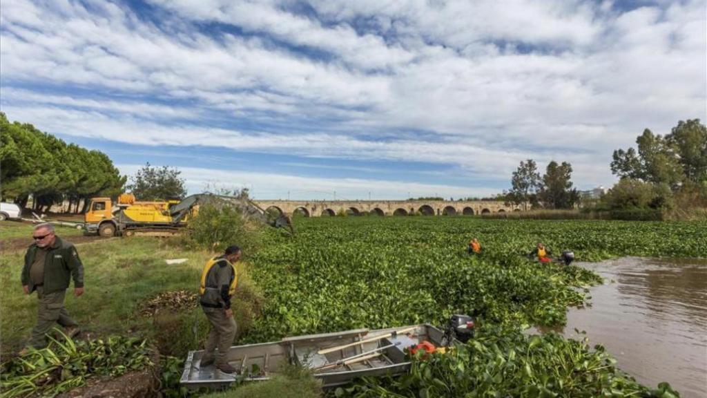 Un grupo de operarios intenta limpiar el cauce del río Guadiana a su paso por Medellín (archivo).