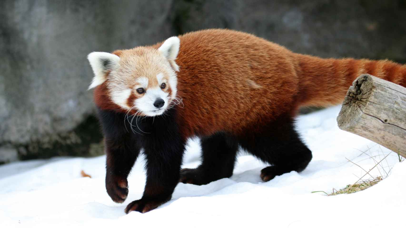Panda rojo: el animal único en su especie que disfruta de los edulcorantes