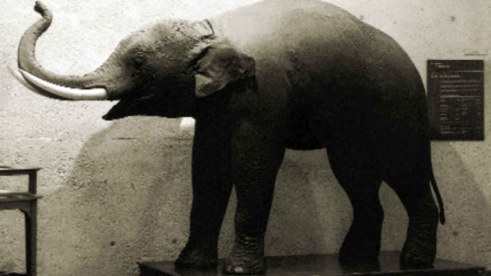 Elefante asiático entregado por Carlos III al Museo de Ciencias Naturales.