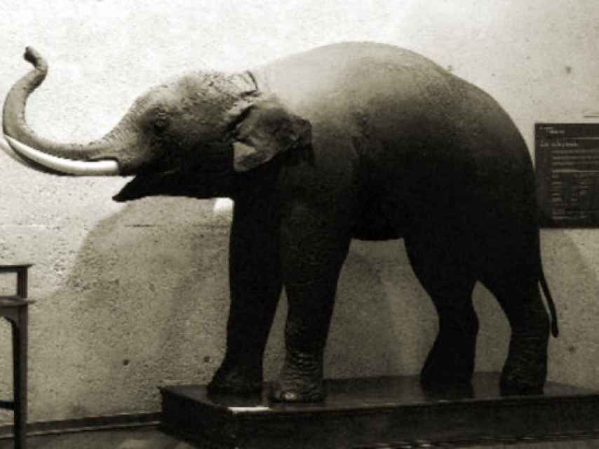 Elefante asiático entregado por Carlos III al Museo de Ciencias Naturales.